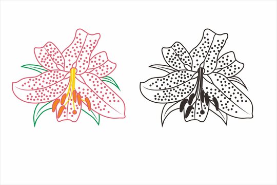 野百合花花朵