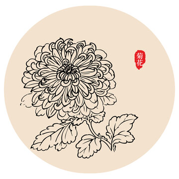 菊花手绘线稿图