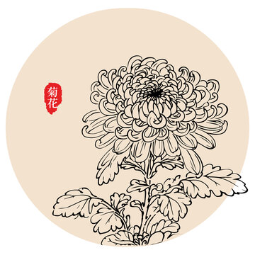 中国风菊花线稿图