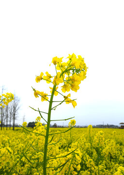 油菜花