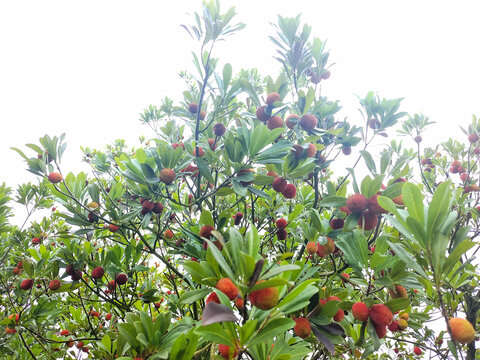 自贡度佳杨梅树