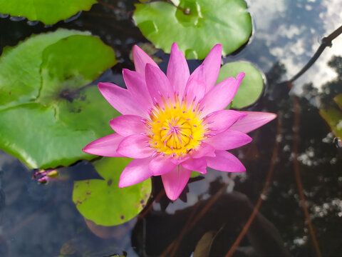 莲花