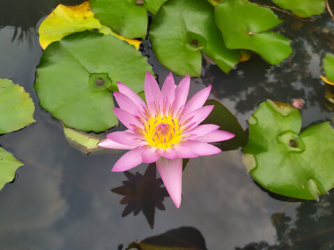 一朵盛开的莲花