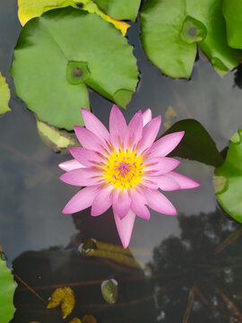 莲花盛开
