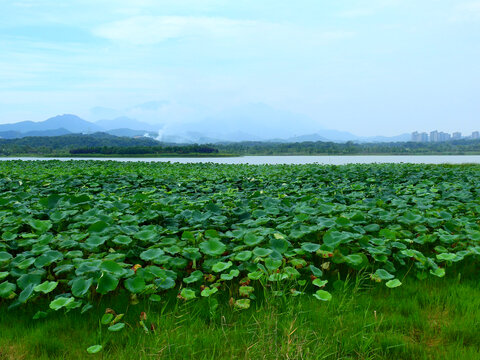 芳兰湖
