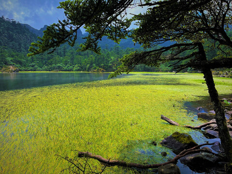 草海