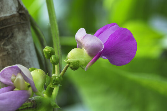 豆角花