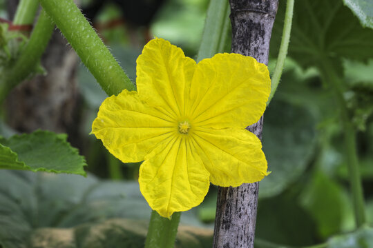黄瓜花