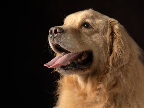 金毛犬