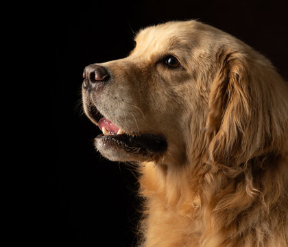金毛犬