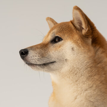柴犬