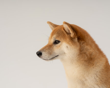 柴犬