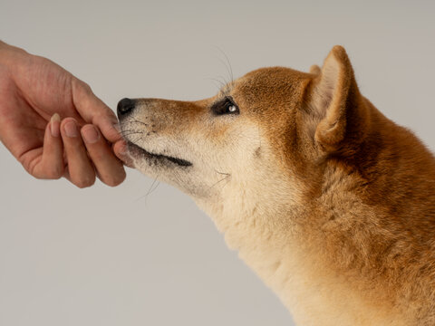 柴犬