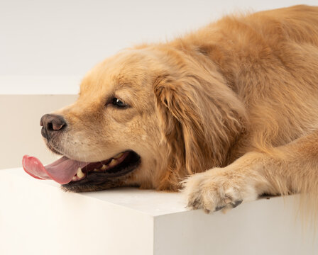 金毛犬