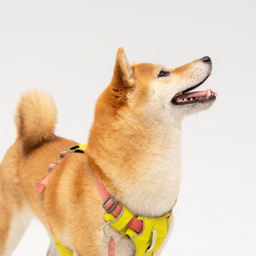 柴犬