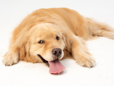 金毛犬