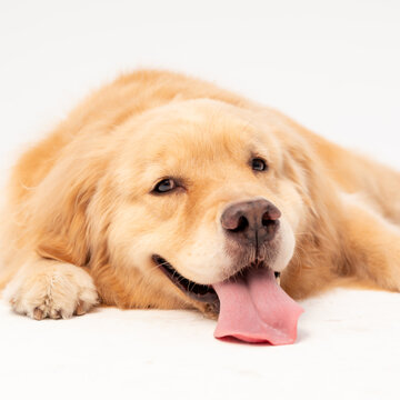 金毛犬