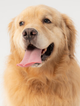 金毛犬