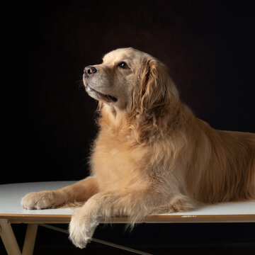 金毛犬