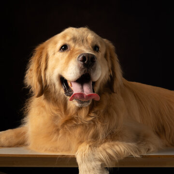 金毛犬