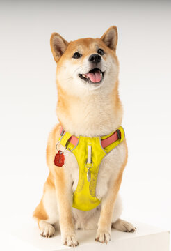 柴犬