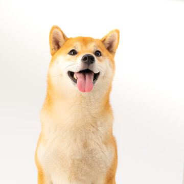 柴犬