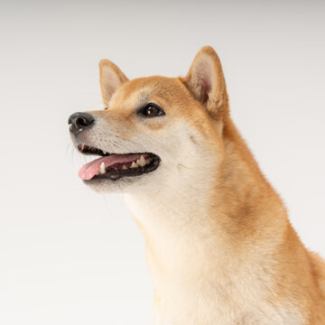 柴犬