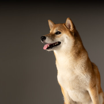 柴犬