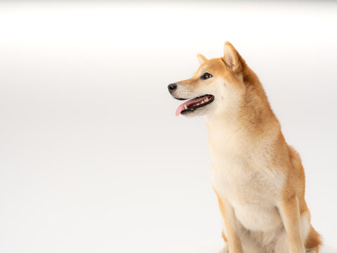 柴犬