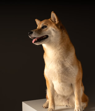 柴犬