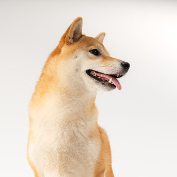 柴犬