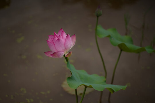 夏日荷花