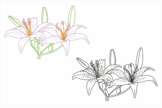 白百合花