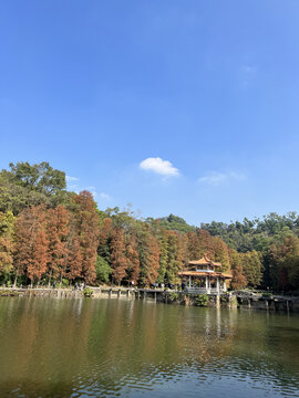 仙湖植物园
