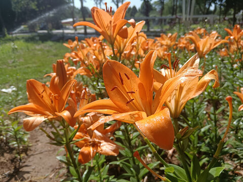 百合花