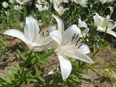 百合