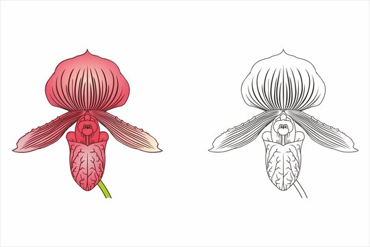 兰花