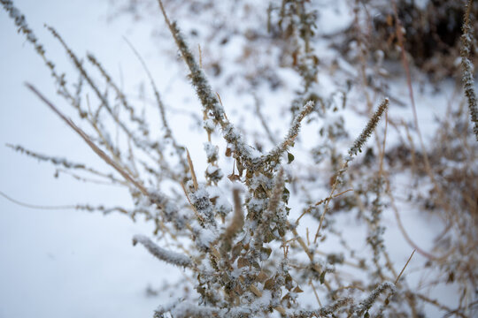 冬天枯萎的植物落上一层白色雪