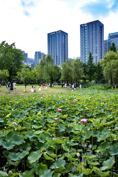城市湿地公园