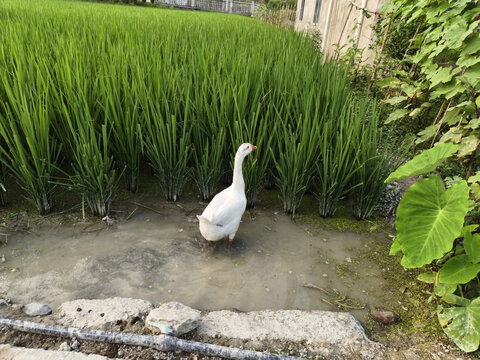 大白鹅
