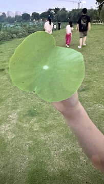 荷叶