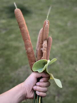 荷叶