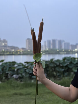 荷叶