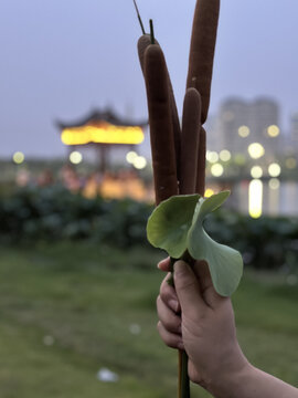 小荷叶