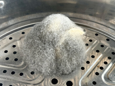 一个发霉长毛的馒头特写