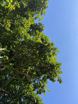 橄榄树枝叶