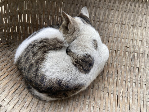 蜷缩的猫咪