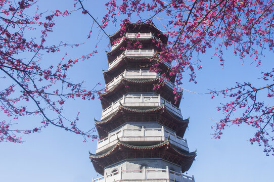 洪光塔和花枝