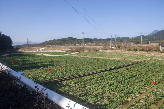 光泽十里铺农田