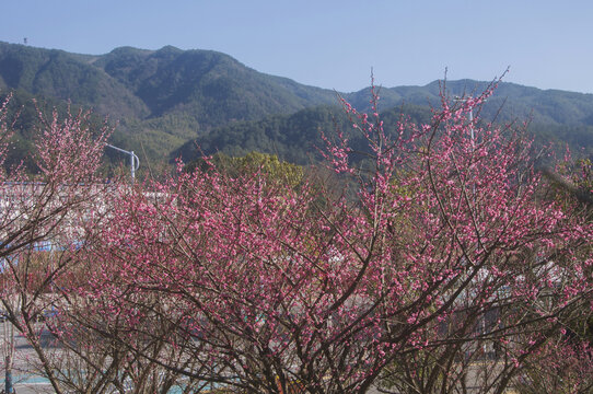 山峰与梅花